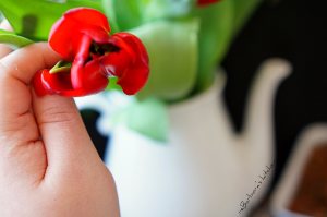 Velikonoční nádivka/hlavička | reBarbora's kitchen