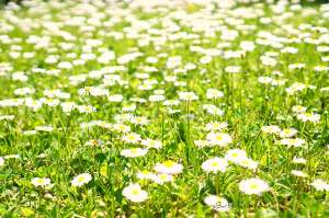 Sedmikráskový sirup | reBarbora's kitchen