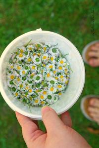 Sedmikráskový sirup | reBarbora's kitchen